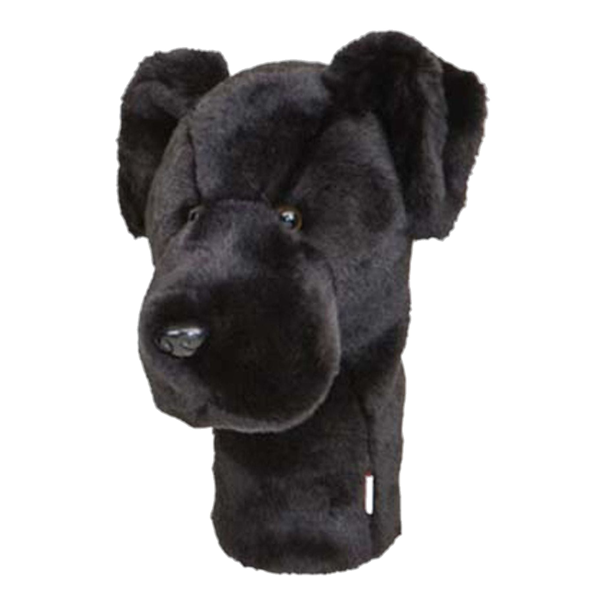 Daphne Driver, Labrador noir